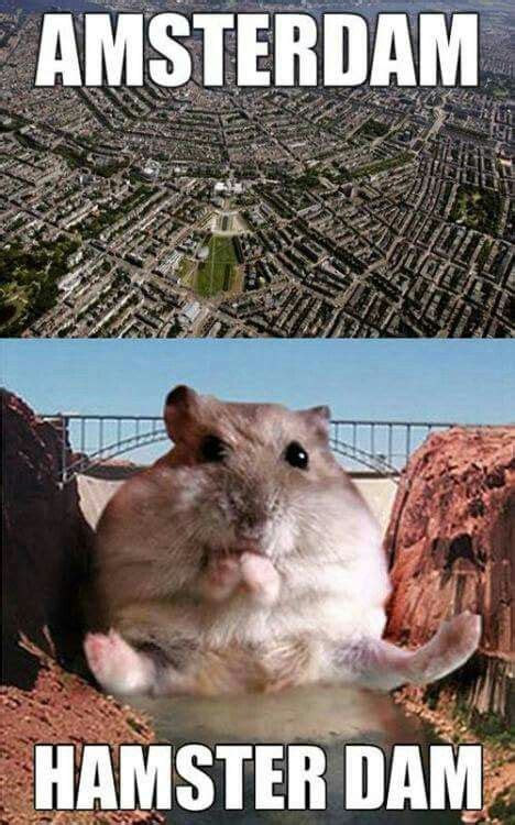 Amsterdam Hamster Dam Funny Hamsters Hamster Best Funny Pictures