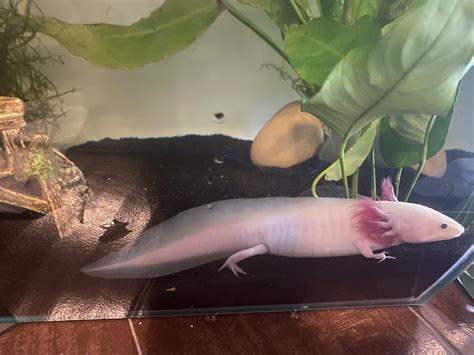 Does It Look Like My Axolotl Has Red Leg Raxolotls