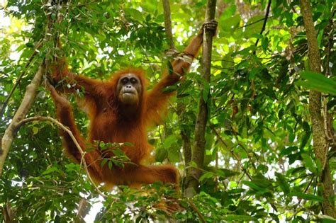 Borneo Wildlife And Beach Holiday Book Borneo Tours