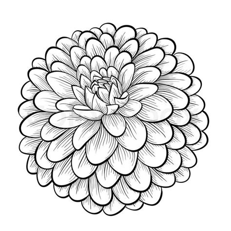 Zinnia coloring page to color, print or download. Zinnia Coloring Pages - Best Coloring Pages For Kids