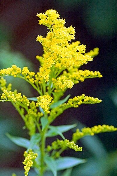 Check spelling or type a new query. Solidago #flowers Get wowed with an amazing bouquet: http ...