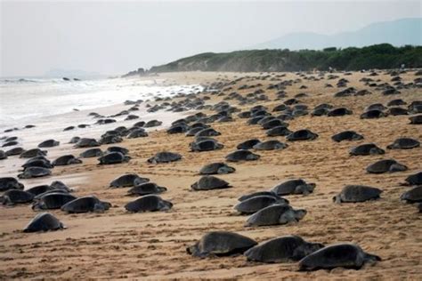 Hermoso cientos de miles de tortugas invaden bahía en Michoacán El