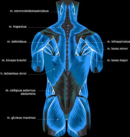 This is the most common type of back pain. Muscle Charts