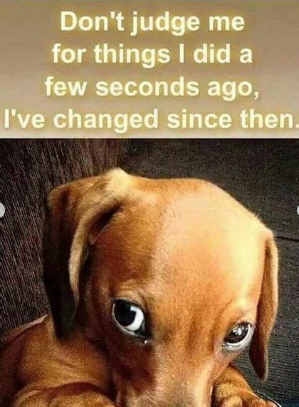 15 Funny Dachshund Memes That Will Make You Laugh Chiweenie Dogs