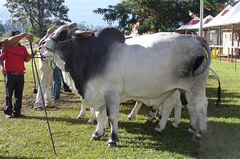 Cattle for sale lot 7: Brahman cattle - Wikipedia