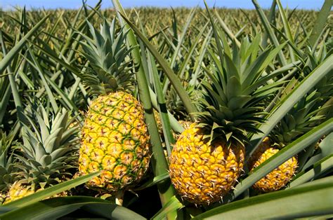 Are any of these theories likely to be the source of my problem? Dole Introduces New Solar-Powered Produce Line | The Every ...
