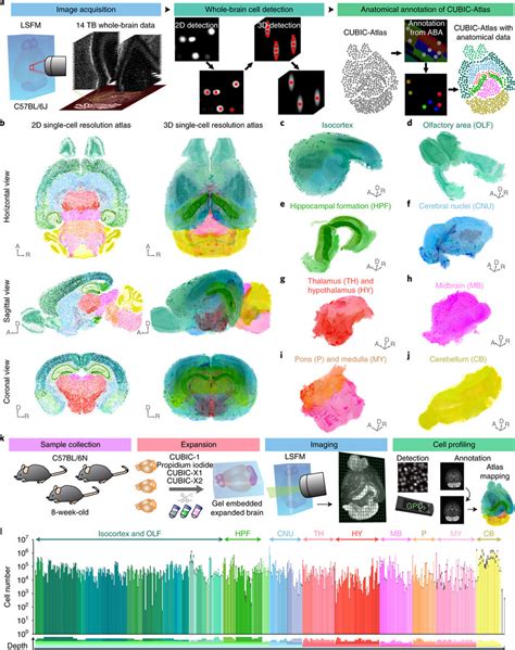 Construction Of A Single Cell Resolution Mouse Brain Atlas