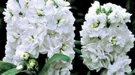 50 White Evening Or Night Scented Stock Flower Seeds