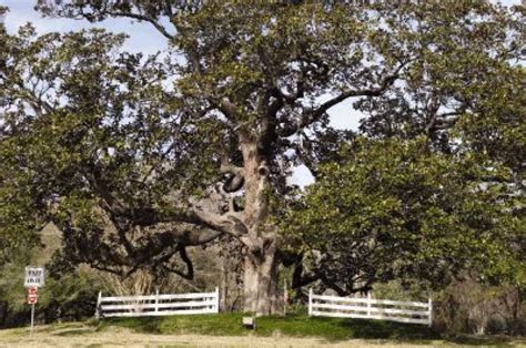 Historic Mcdade Magnolia Tree A Local Landmark The Courier