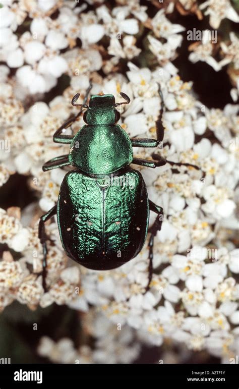 Noble Chafer Gnorimus Nobilis Imago Stock Photo Alamy