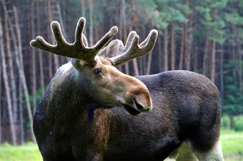 The fruits were packed in straw to prevent bruising. How Did Moose Get Their Name? - North American Nature