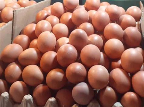 Karena ketersediaan, telur ayam saat ini adalah yang paling umum, meskipun telur burung apapun dapat dimakan oleh manusia. Harga Telur Ayam Di Ambon Bervariasi - MalukuTerkini.com