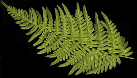 The meaning and symbolism of the word - «Fern»