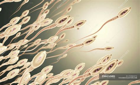 3d Illustration Of Human Sperm Cells In Reproductive Process