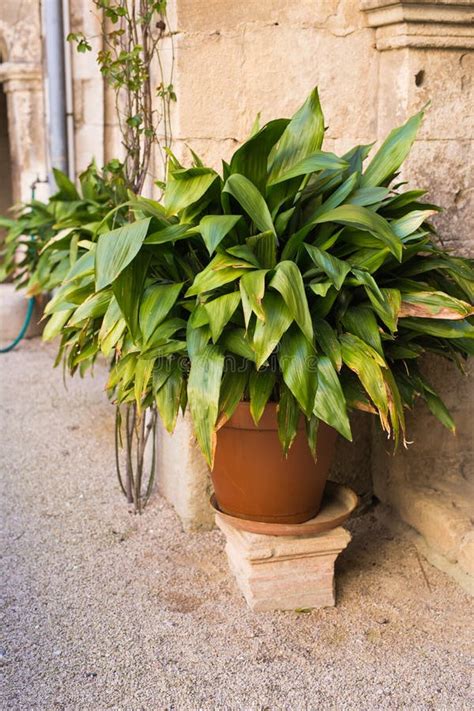 Green Potted Plants In Beautiful Pot Outdoor Stock Image Image Of