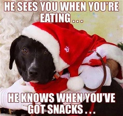 Funny Animal Pictures Of The Day 27 Pics Christmas Memes Funny