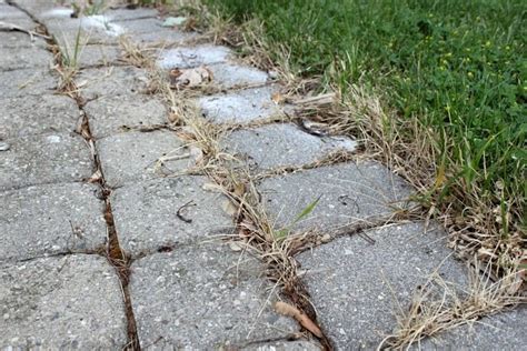 Maybe you would like to learn more about one of these? How to Make Natural & Safe Homemade Weed Killer • The ...