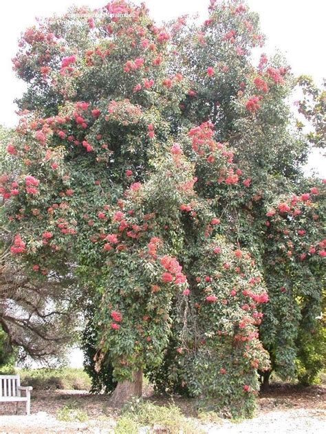 Plantfiles Pictures Corymbia Species Red Flowering Gum