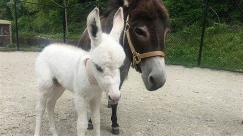 Rescued Mini Donkey Gives Birth Public Can Vote On A Name — Abc News