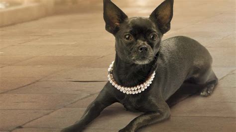 Jewelry For Dogs Accessorizing Your Dog