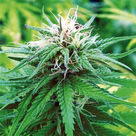 Comment Choisir La Meilleure Variété De Cannabis Dextérieur Sensi Seeds