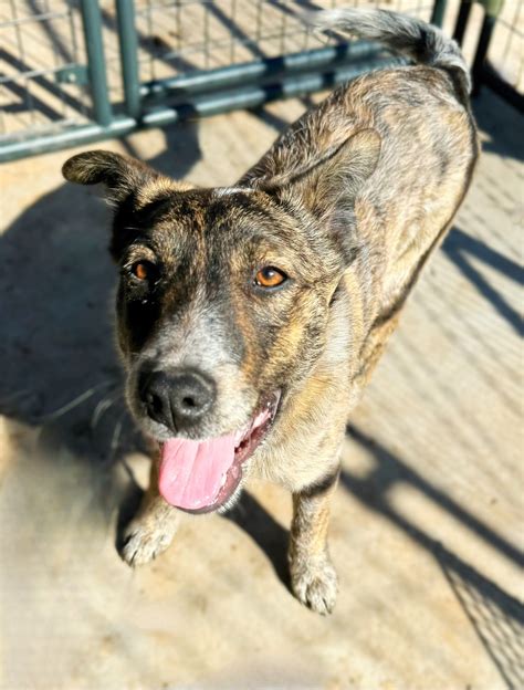 Dog for Adoption - Jaco, a Shepherd in Milwaukee County, WI | Alpha Paw