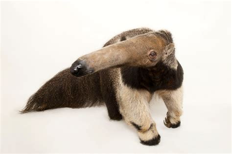 Giant Anteater Facts And Photos