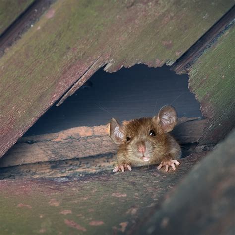 Given a choice though, mice seem to. Do Mice Eat Insects? | Green Pest Solutions