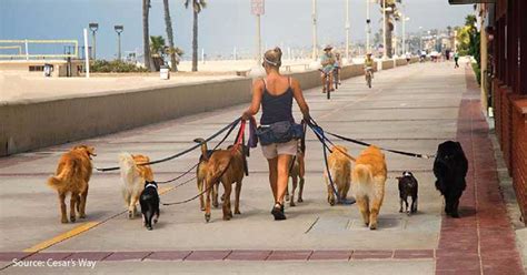 How Many Dogs Can You Legally Walk At One Time