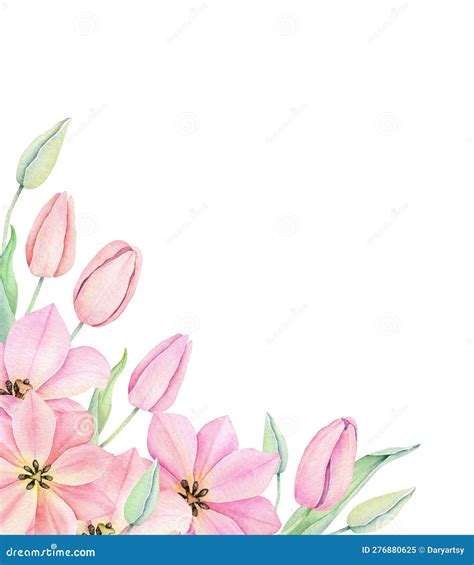 Watercolor Pink Tulip Spring Flowers Isolated On White Background