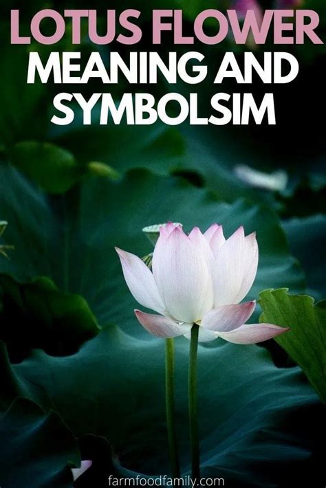To find the lotus flower you need to remove the aluminium circular disc and rod. 💮 Lotus Flower Meaning, Symbolism and Colors - Buddhist ...