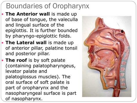 Ppt Carcinoma Oropharynx Powerpoint Presentation Free Download Id