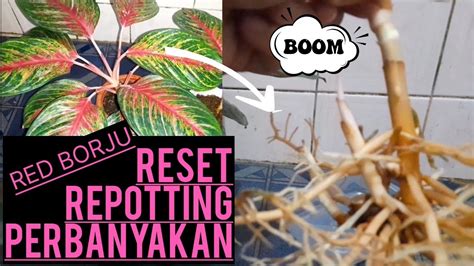 Reset Aglonema Red Borju Youtube