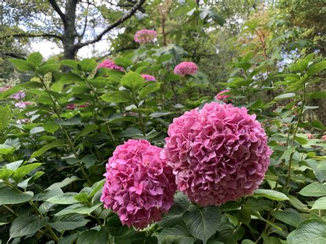 Hydrangeas Natures Litmus Test The Natural Navigator