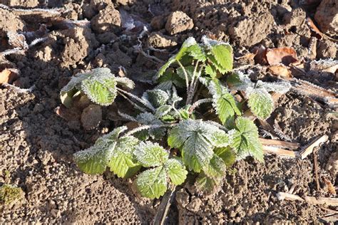 Erdbeeren Berwintern Schneiden Plantura