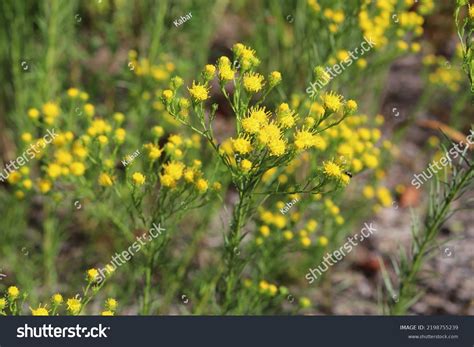 Galatella Linosyris Goldilocks Aster Yellow Flowers Stock Photo