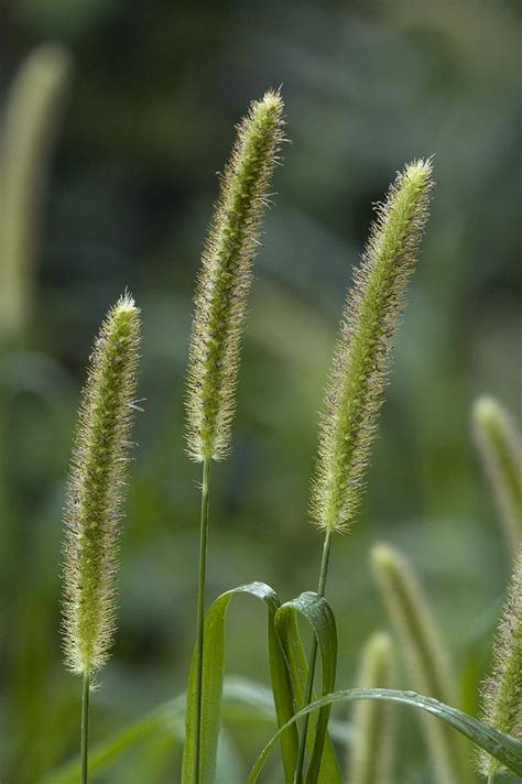 Foxtail Bristle Grass Setaria Italica Photograph By Bob Gibbons