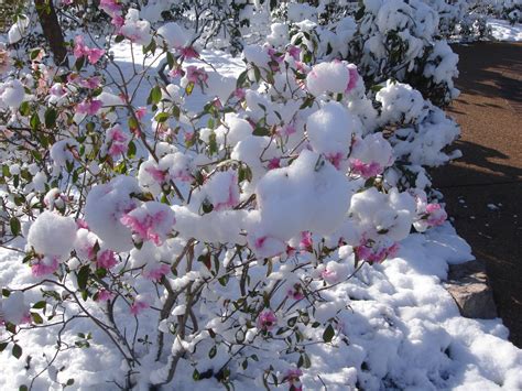 Blues Clues Botanical Garden Covered In Snow