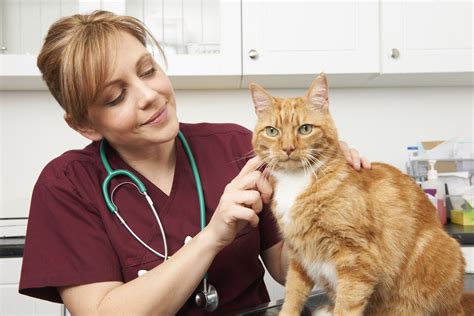 How And Why Your Cat Should Pay A Veterinary Visit Liberty