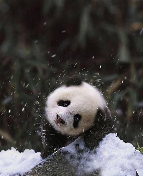 15 Extremely Cute Animals Playing In The Snow For The First Time Viewkick