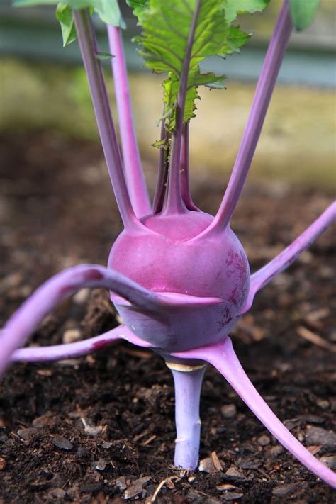 But if you want to avoid gmos, consider that some purple tomatoes are genetically modified. .: Lou and his weird purple vegetables