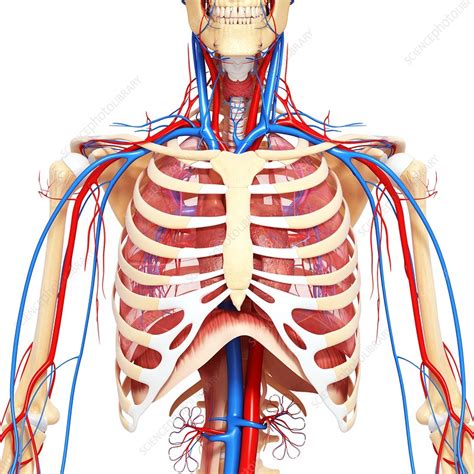 Chest Anatomy Artwork Stock Image F0061587 Science Photo Library
