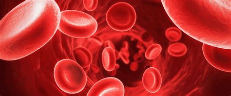 Erythropoiesis Formation Of Red Blood Cells