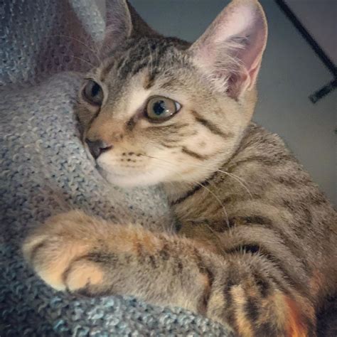 Sunny Female Domestic Short Hair Cat In VIC PetRescue