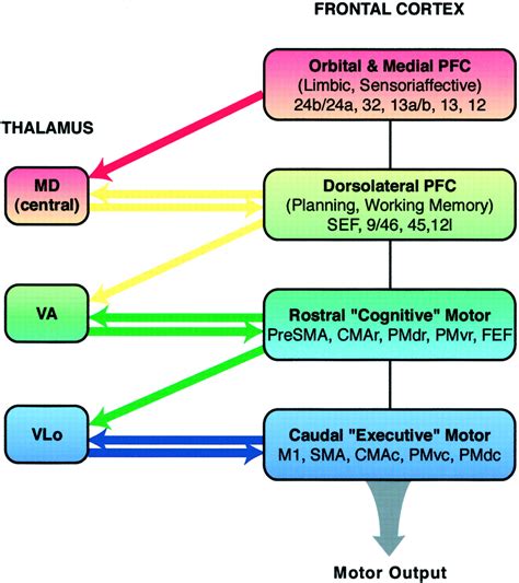 Thalamus is a paired and symmetrical oval grey matter structure in the diencephalon. Thalamic Relay Nuclei of the Basal Ganglia Form Both ...