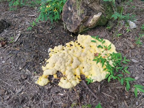 Slime Molds And Yeasts Not A Pest Nc Cooperative Extension