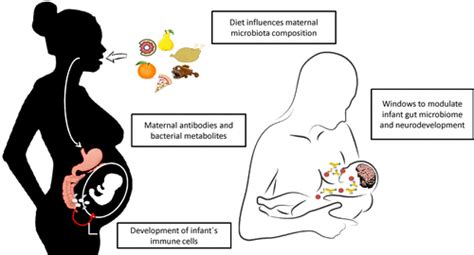 Early Nutrition And Gut Microbiome Interrelationship Between Bacterial