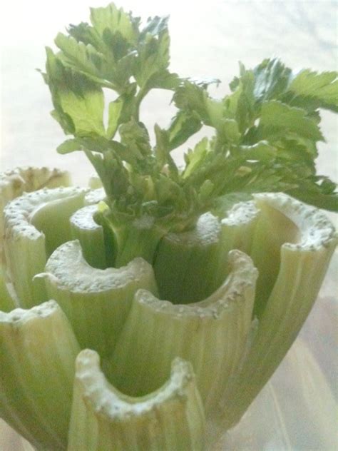 Easy Frugal Living Progress On Growing Celery Indoors