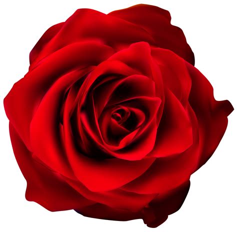 Red Rose Transparent Png Clip Art Image Clipart Best Clipart Best