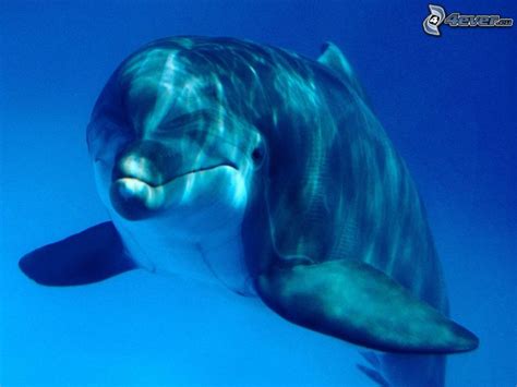 Delfin